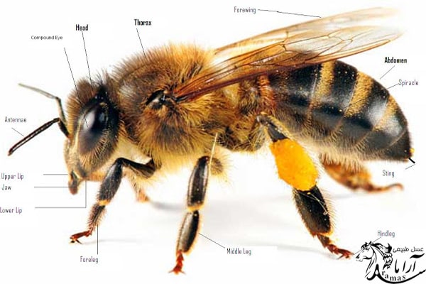 اجزای بدن زنبورعسل