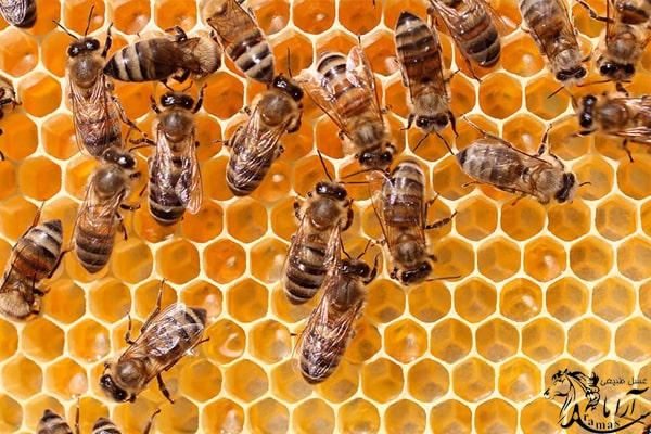 کندوی زنبور عسل 