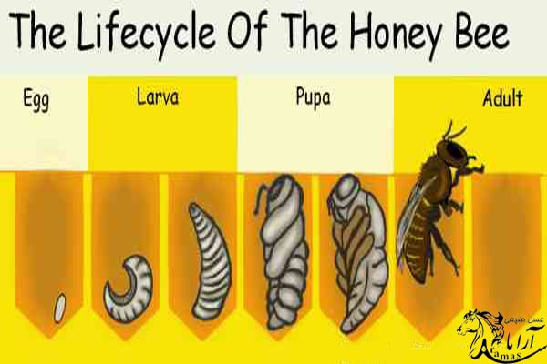 مراحل رشد زنیور عسل