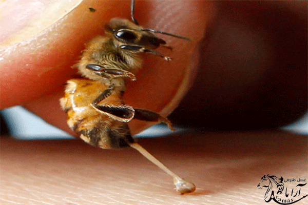 خواص درمانی زهر زنبورعسل