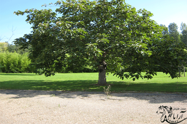 درخت صنوبر