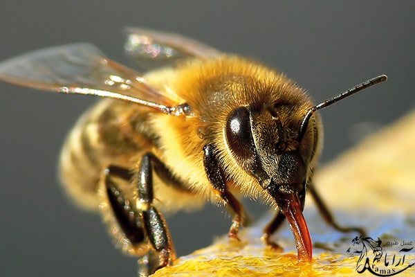 حقایق زنبور عسل