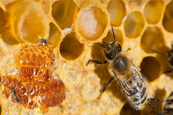 طریقه مصرف مخلوط ژل رویال با عسل