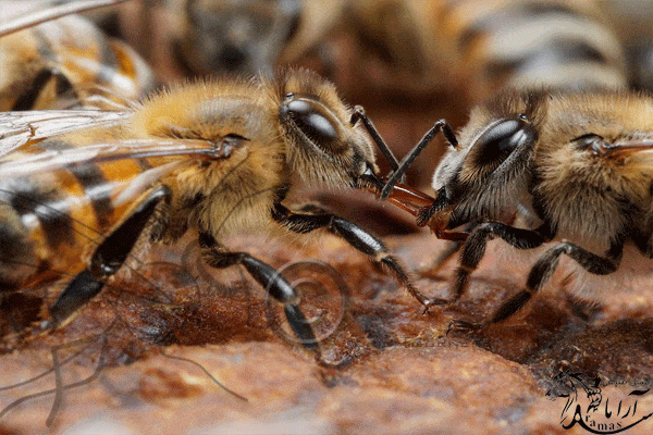 فرآیند تولید عسل توسط زنبور