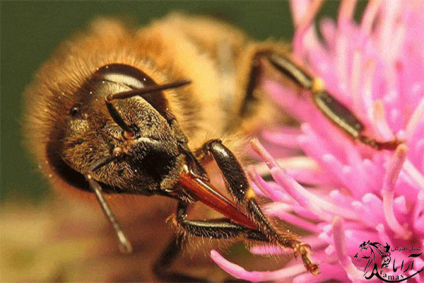 فرآیند تولید عسل توسط زنبور