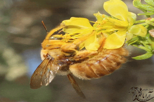 عسل چگونه غلیظ می شود