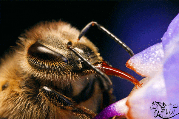 عسل چگونه غلیظ می شود