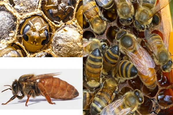 همه چیز در مورد ملکه زنبور عسل 